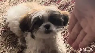 4 months old shihtzu new skills develop#gucci #new #dog #skills #pets #shortvideo #puppy #cute #bark