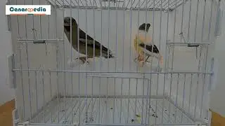 The Hawfinch: 3X The Size of a Canary!
