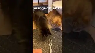 NEVER TRUST CATS