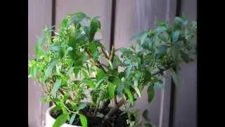 Jerusalem Cherry