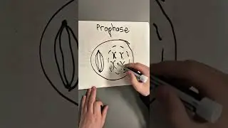 60 SECOND CELL CYCLE