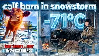 93-Year-Old Widow Saves Calf Born in 71C Snowstorm All Night