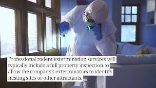 Mice & Rat Pest Control In Fall Church: These Pros Get Rid Of Rodents On The Same Day
