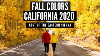 WE DROVE 6 HOURS FOR THIS?! | BEST SPOTS FOR FALL COLORS IN CALIFORNIA 2020 VLOG