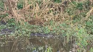 BBSP American Bittern foraging on Spillway Trail 11/08/2023