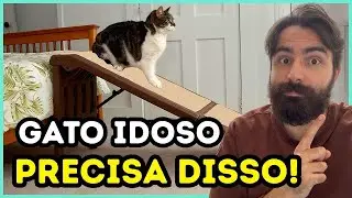 Se Você Tem Um Gato IDOSO, Sua Casa PRECISA Ter Essas Coisas!