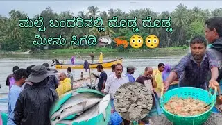 Malpe Port 🦐🦈 | Mansoon Fishing | ಮಲ್ಪೆ ಬಂದರು | ಮುಂಗಾರು ಮೀನುಗಾರಿಕೆ 🦈🦐