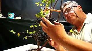 Acodos sageretia