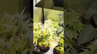 Yellowleaf city. Welcome
