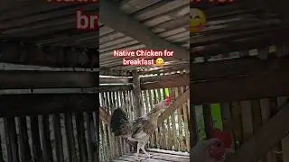 🐓 Rustic Morning in mountain ⛰️ | Cooking Native Chicken for Breakfast
