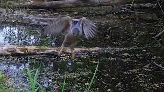 TealCam Movie 1