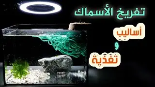 طرق تفريخ أسماك الزينة وتسمين الفراخ ... How to breed Freshwaterfish and the fry feeding