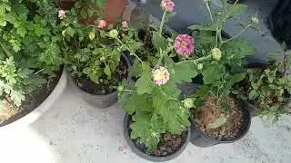 🔴Guldaudi plant not flowering? #guldaudiflower #flowerplant #winterflower #guldaudiplantcare