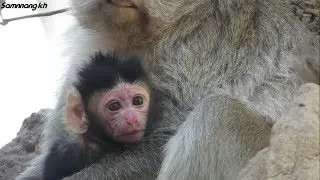 Welcome!!Newborn baby monkey - Samnnang kh - Baby monkey strong and healthy