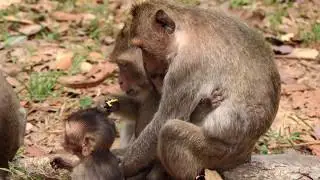 Why baby Ada crying very loud, mom Angel doesn't care, she leave him alone