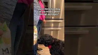 Can she detect gluten through packages? Gluten Detection Dog at work