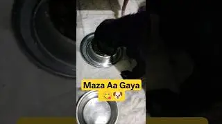 Maza Aa Gaya Khana Kha Ke! 😋🐶 | Happy Labrador Food Reaction 😂 | Labra Lucy