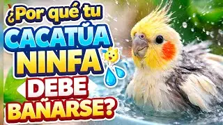 C&oacute;mo ba&ntilde;ar a tu  CACAT&Uacute;A NINFA  sin estr&eacute;s 🚿🦜 Gu&iacute;a completa