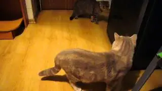 Шотландские котики. Lucky Diamond