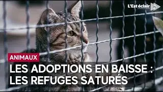Les refuges animaliers ne d&eacute;semplissent pas