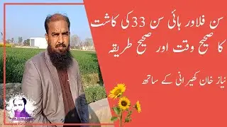 Growing season or cultivation of sunflower with Niaz khan agriculture in Pakistan -agriculture jobs