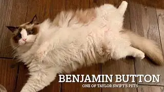 Benjamin Button, one of Taylor Swift's pets