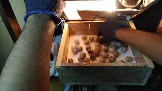 Batair Quail Hatching Part 1 Urdu/Hindi