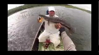 Amazing Voon Jump Frog Wild Giant Snakehead Toman Thailand GoPro Hero 2 HD By BKKGUY