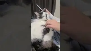 Human support for Chirol foot licking
