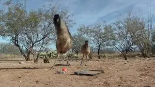 ► Deux &eacute;meus et une autruche qui dansent avec une peluche &eacute;lectrique !
