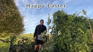 Vegetable from my garden| Cooking pinoy breakfast|Countryside living in New Zealand