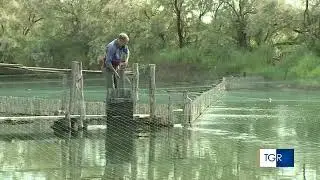Laguna Veneta: Una pesca Millenaria