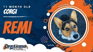 CORGI , 11 MONTHS OLD , REMI | Best Dog Training Central Missouri | Off Leash K9