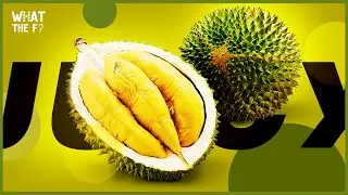 The KING of Fruits | The Durian Fruit and the Tales of Love