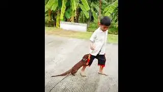 🔴 garangan jinak||bocah penjinak hewan garangan ‼️#garanganjinak  #musang
