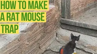 Rat Mouse trap Ready in Minutes
