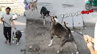 Mafia ki fir se Fight ho gai 😤 | Pitbull Dog fight with street Dogs