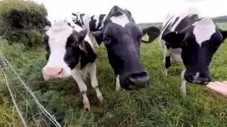 very friendly cows