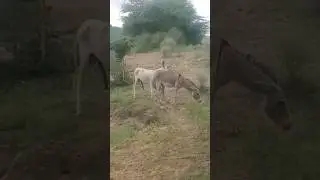 Donkey mating