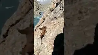 Heart-stopping! Brown bear falls down cliff |  Journey to the wild #shorts