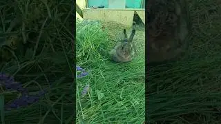 Кролик, кролик где ты был? #павлушанадеревне #павлушиныклуши #animals #farm #rabbit  #bunny