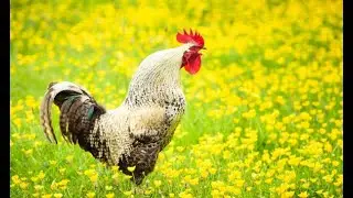 Top 5 Profitable Livestock That Can Pay Your Bills Every Month | Smart Agri Hub