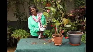 Anthurium - Flamingo Flower -Easy tips on Stem and 