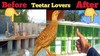 Partridge New Cages | teetar ki voice | #Partridge #teetar #birds