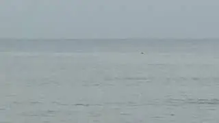Dolphin 🐬 surfing 🌊 at agonda beach south Goa 