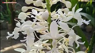 Anggrek Calanthe Triplicata || Spesies Anggrek Tanah Papua