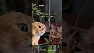 Aku tuh gak tahu cara ngatur keuangan. #shortvideo #books #library #money #psychology
