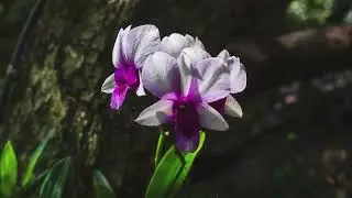 Dantayvada Waterfall Park, Chiang Mai, Thailand