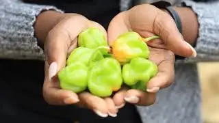 Reducing the Threat of Deforestation in Haiti: The Reforestation Grant Fund