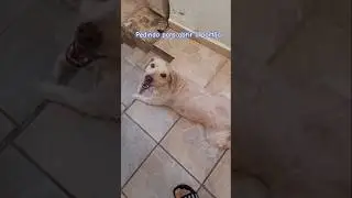Asking to open the gate